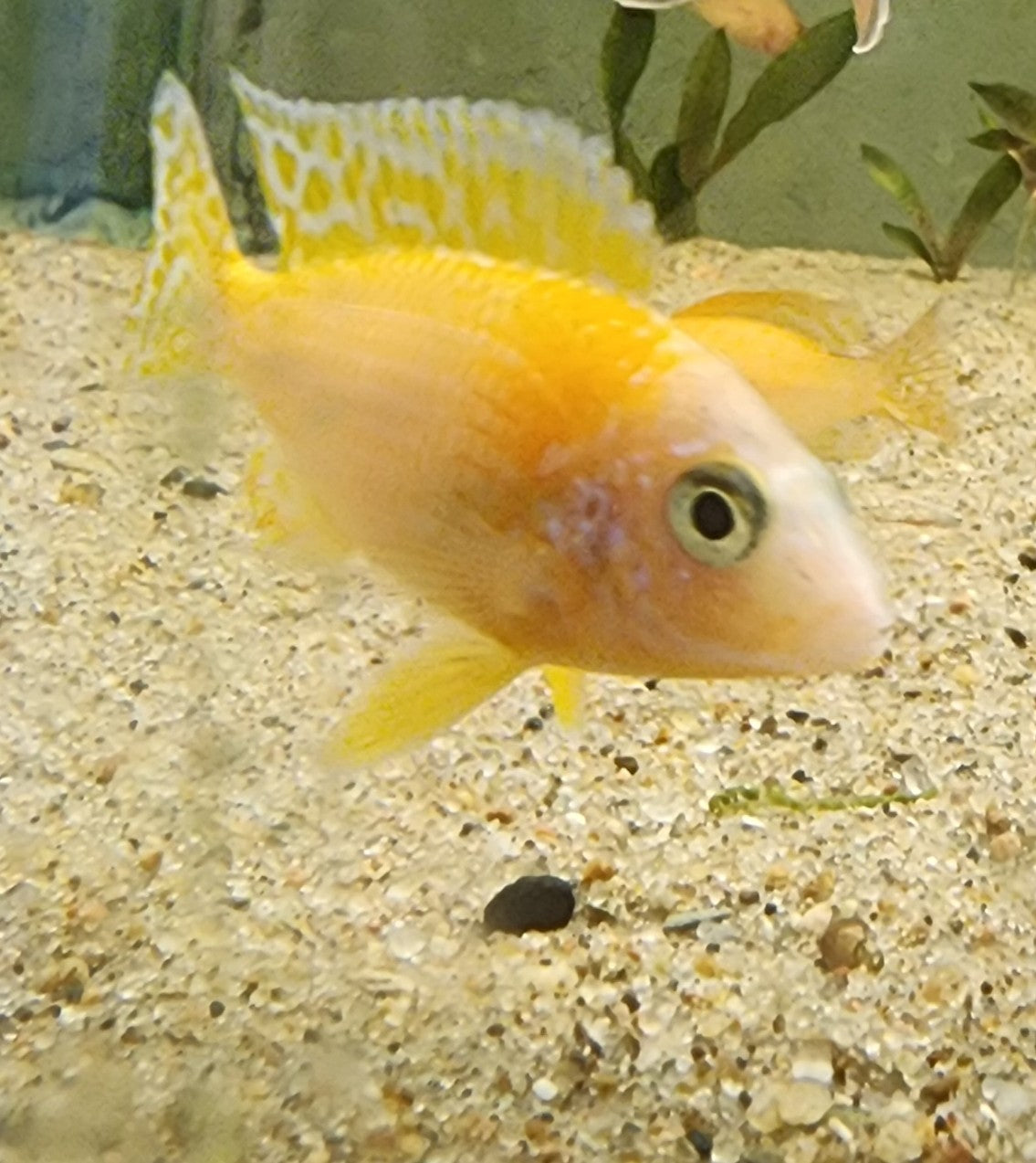 Strawberry Peacock