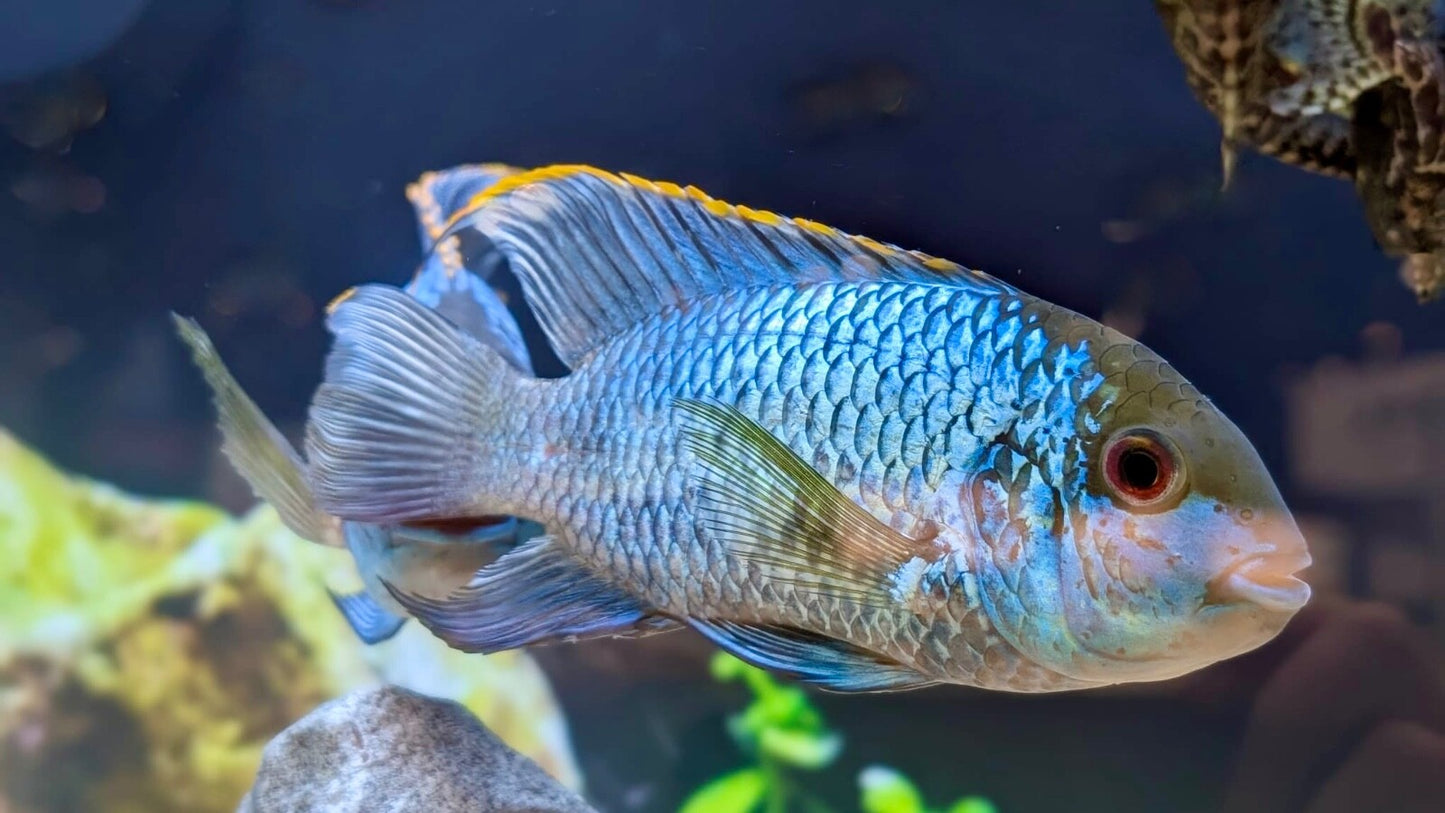 Electric blue acara ~2"