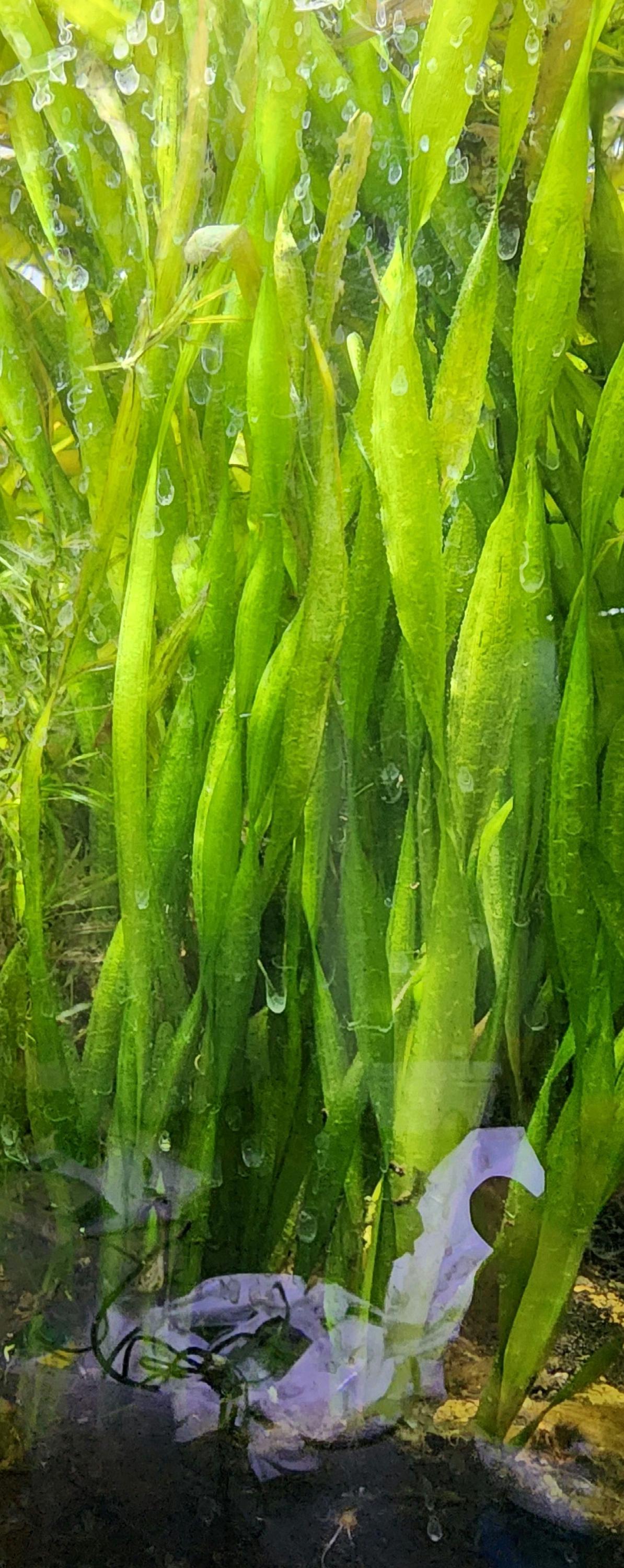 Valisneria aquarium plant