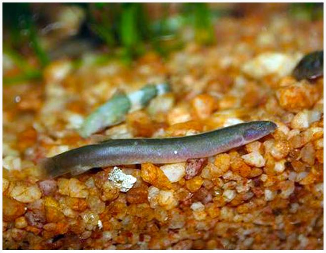 Black kuhli loach sm