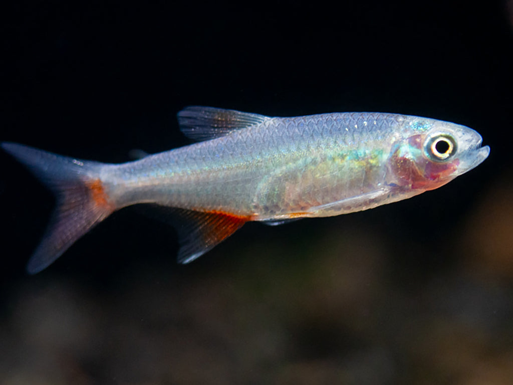 Bloodline Tetra 5/pk