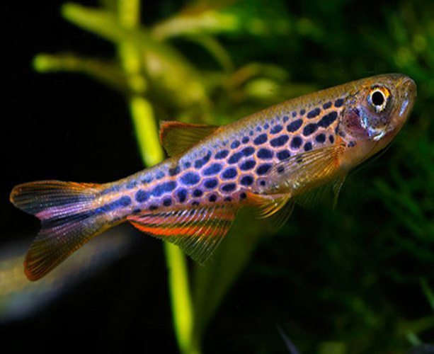 Leopard Danio 5/pk