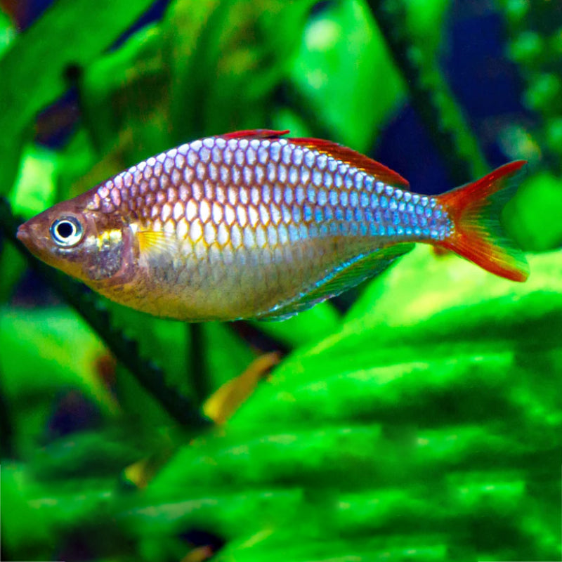 Praecox Rainbow (dwarf blue neon) 5/pk