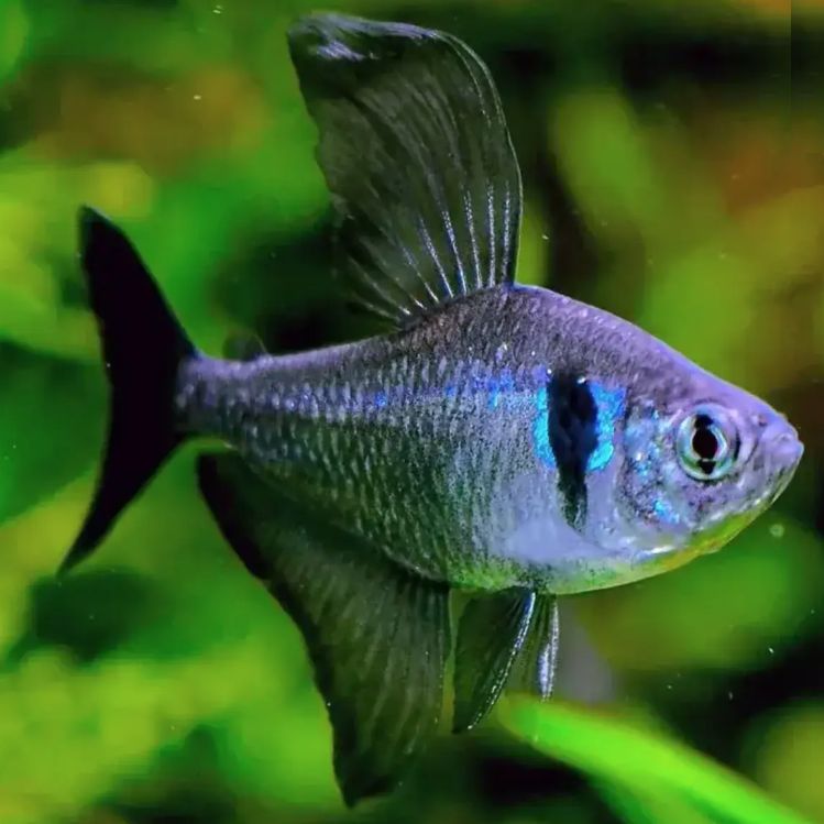 Black Phantom Tetra 5/pk