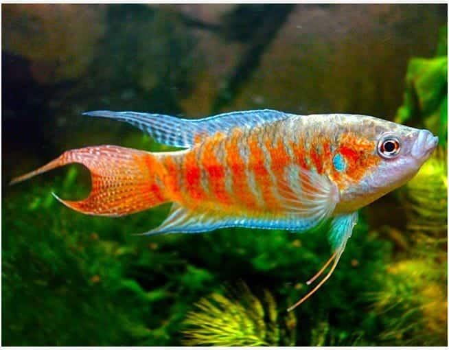 Blue Paradise Gourami