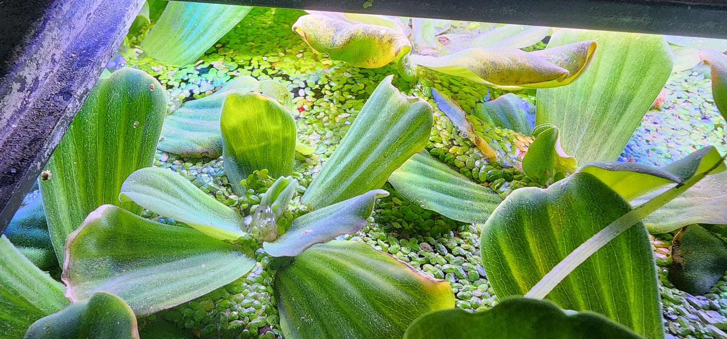 water lettuce aquarium plant