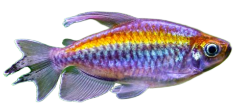 Congo Tetra 3/pk PRE-ORDER
