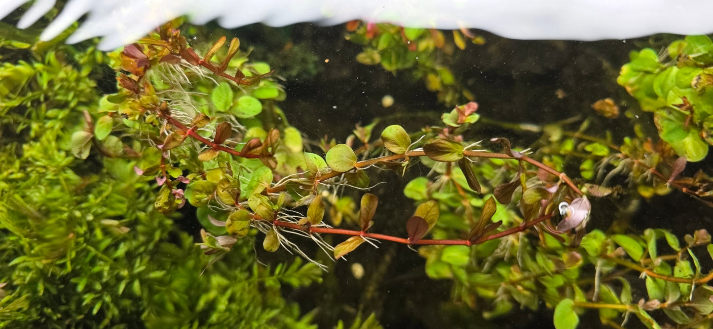 Rotala "orange juice" leaded bunch