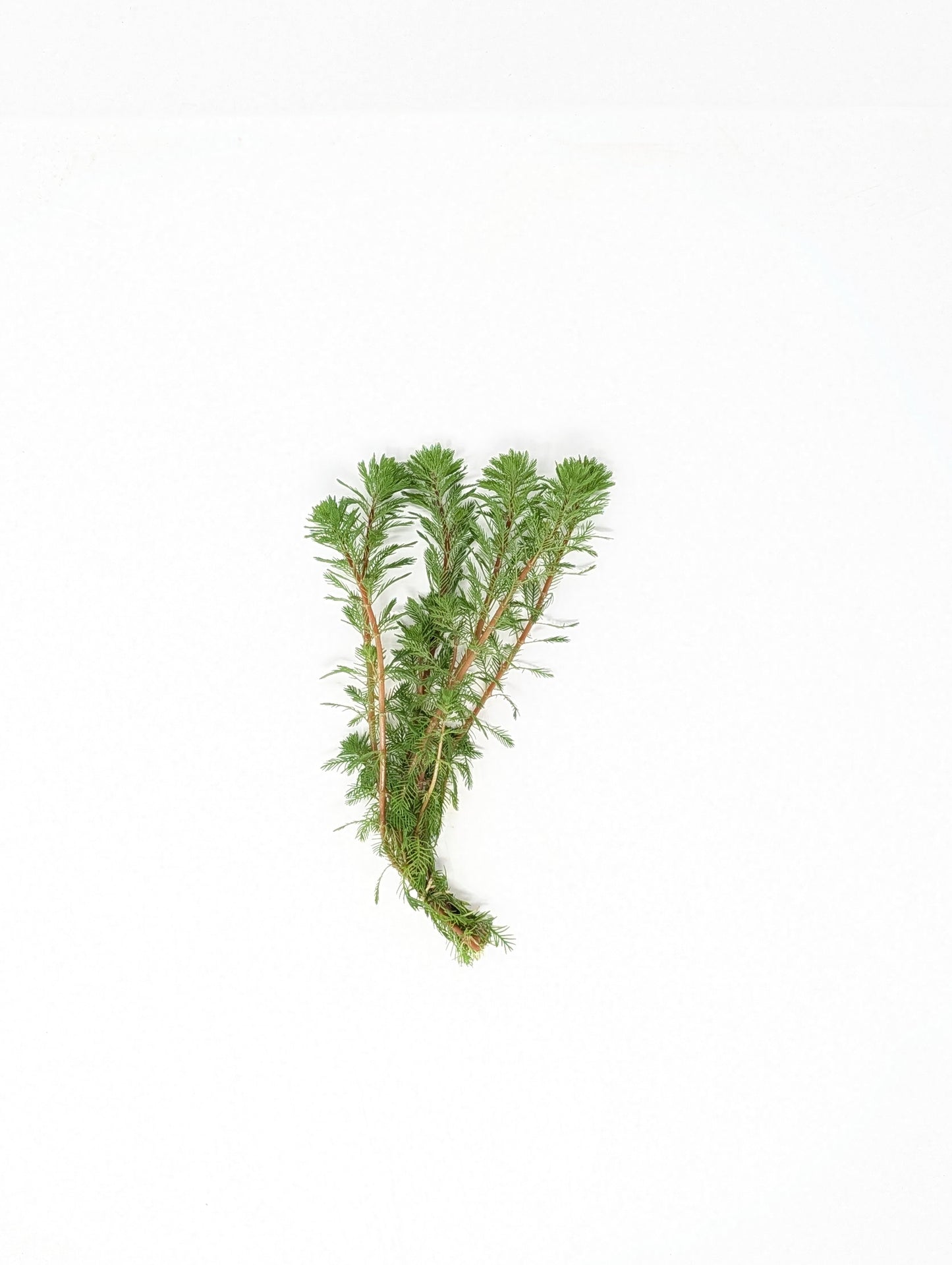 Dwarf Red Parrot's Feather