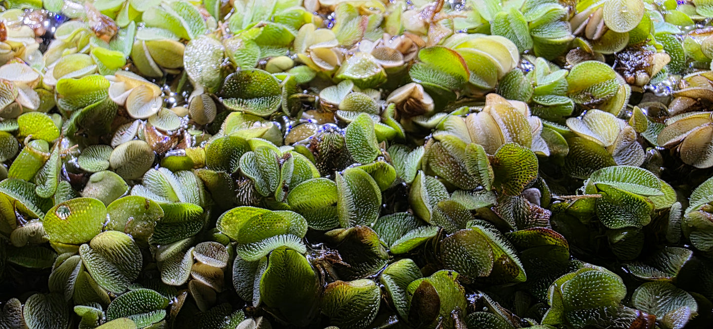 Salvinia Minima GENEROUS PORTION!