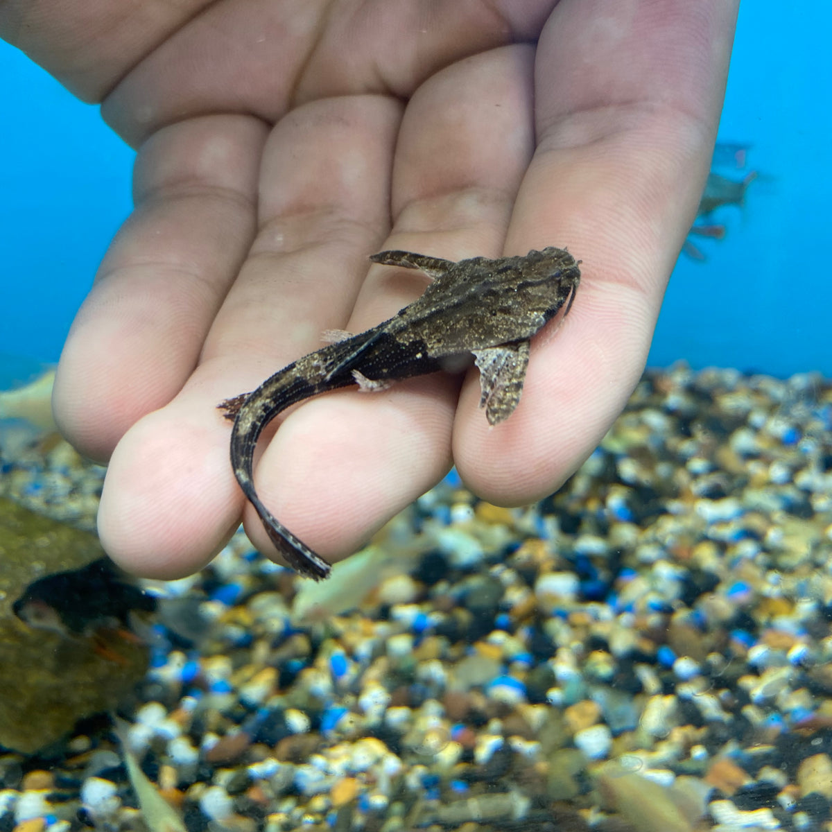 Banjo Catfish