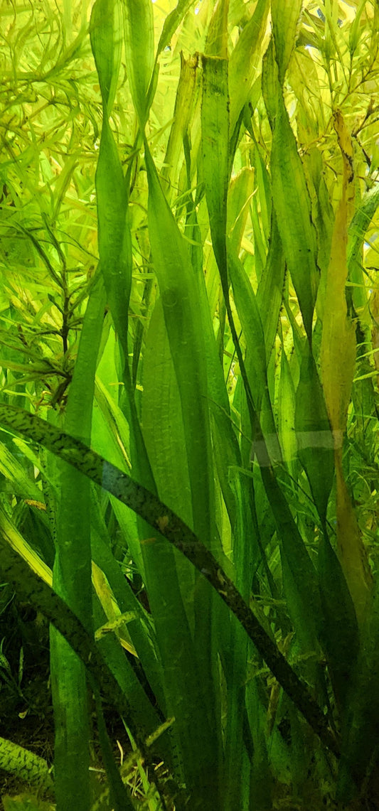 Valisneria aquarium plant