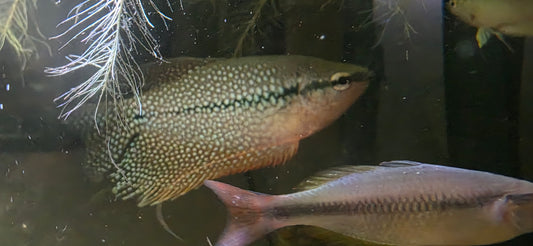 Jumbo Pearl Gourami
