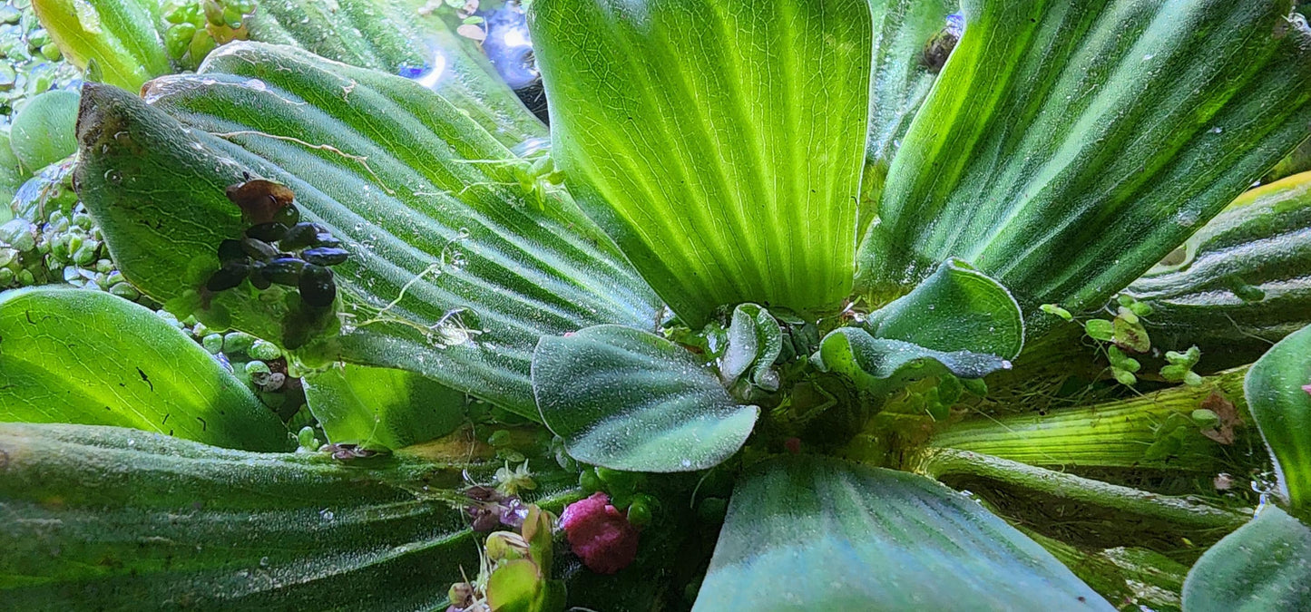 water lettuce aquarium plant