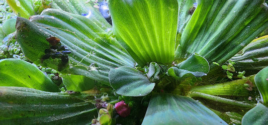 water lettuce aquarium plant