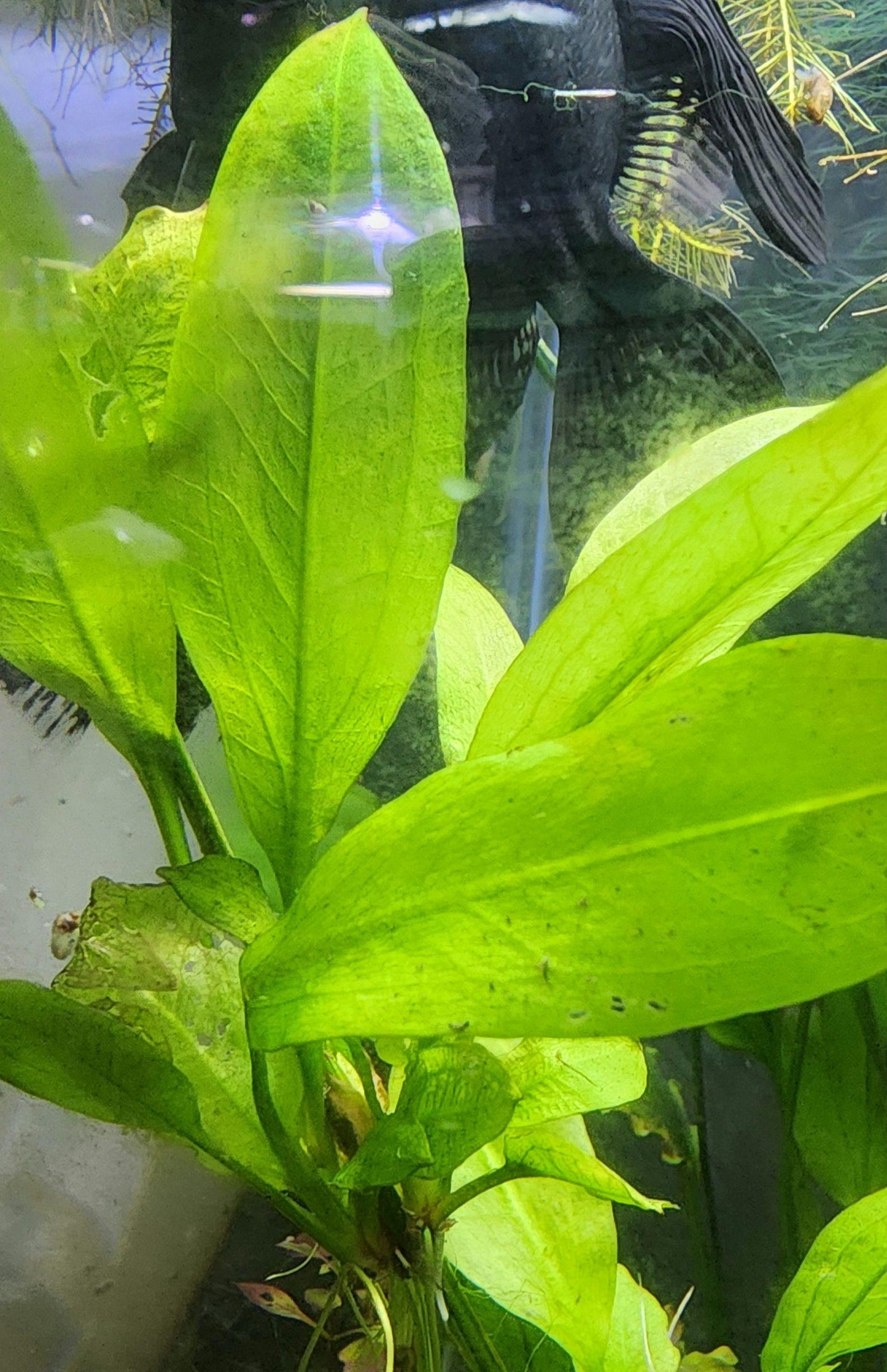 Amazon sword aquarium plant