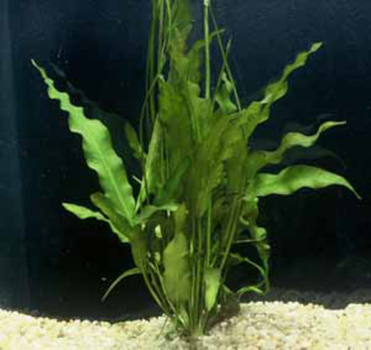 Aponongeton Natans