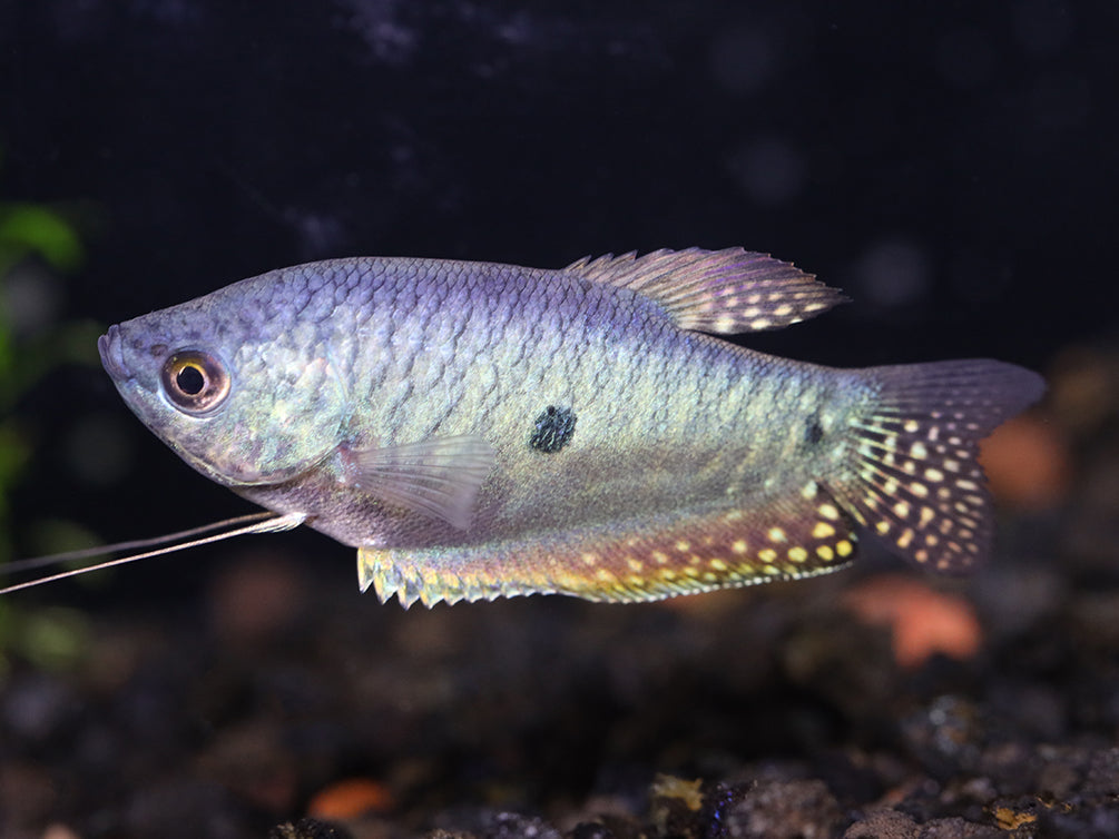 Blue Opal Gourami