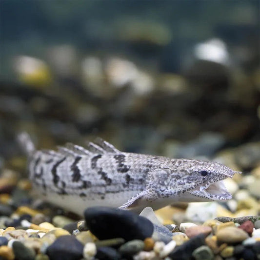 Delhezi Bichir PREORDER