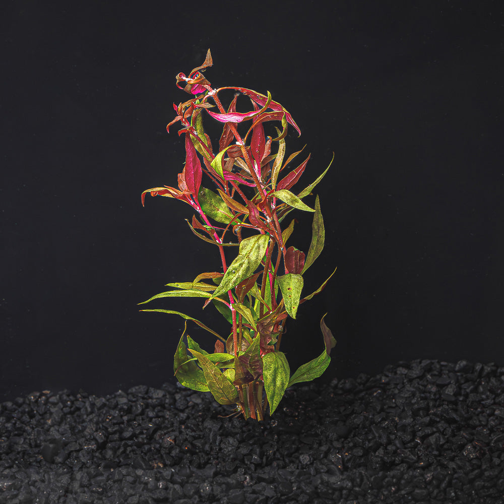 Alternanthera Reineckii |Scarlet Temple