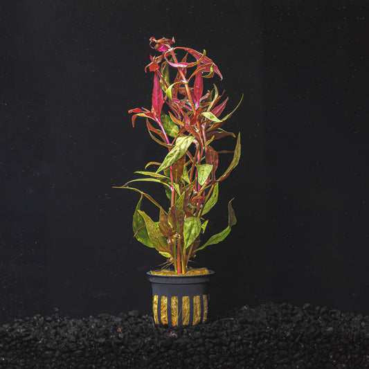 Alternanthera Reineckii |Scarlet Temple