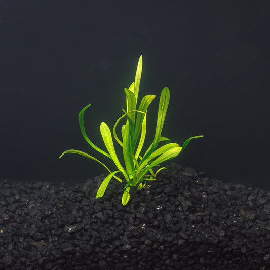 Dwarf Sagittaria | Easy Carpeting Aquarium Plant