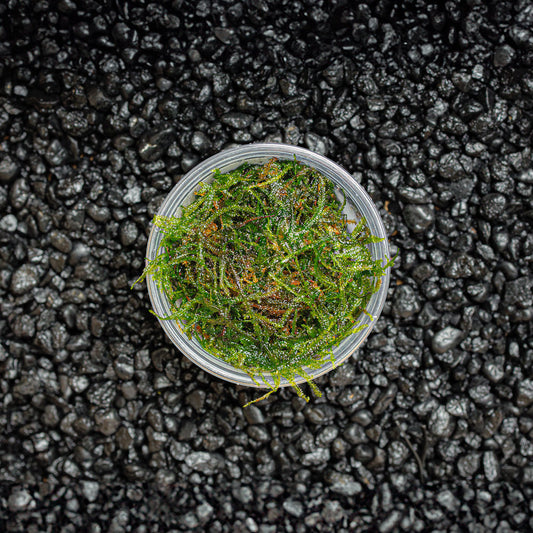 Weeping Moss | Vesicularia Ferriei