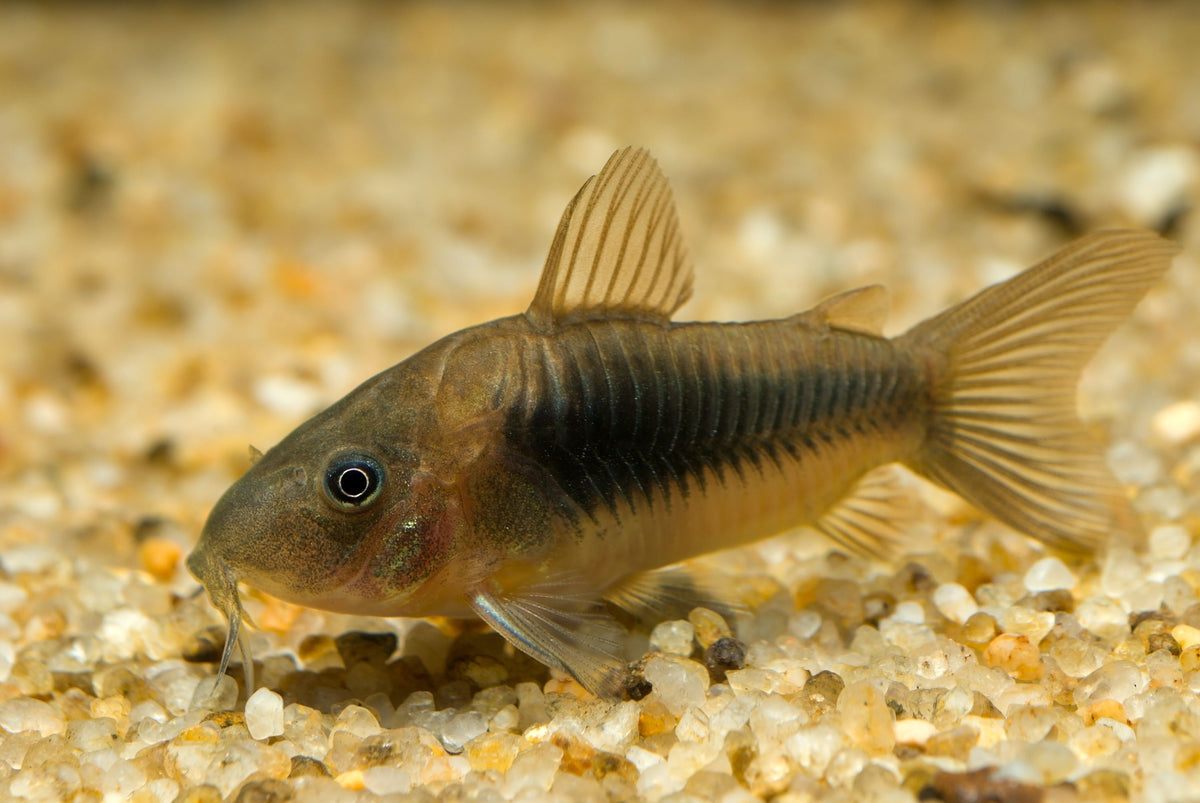 Bronze Cory