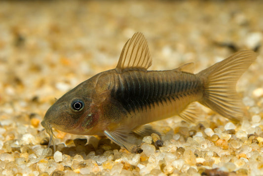 Bronze Cory