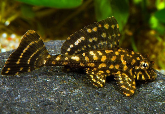 L-001 Gold Spot Pleco