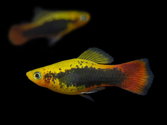 Variatus Platy