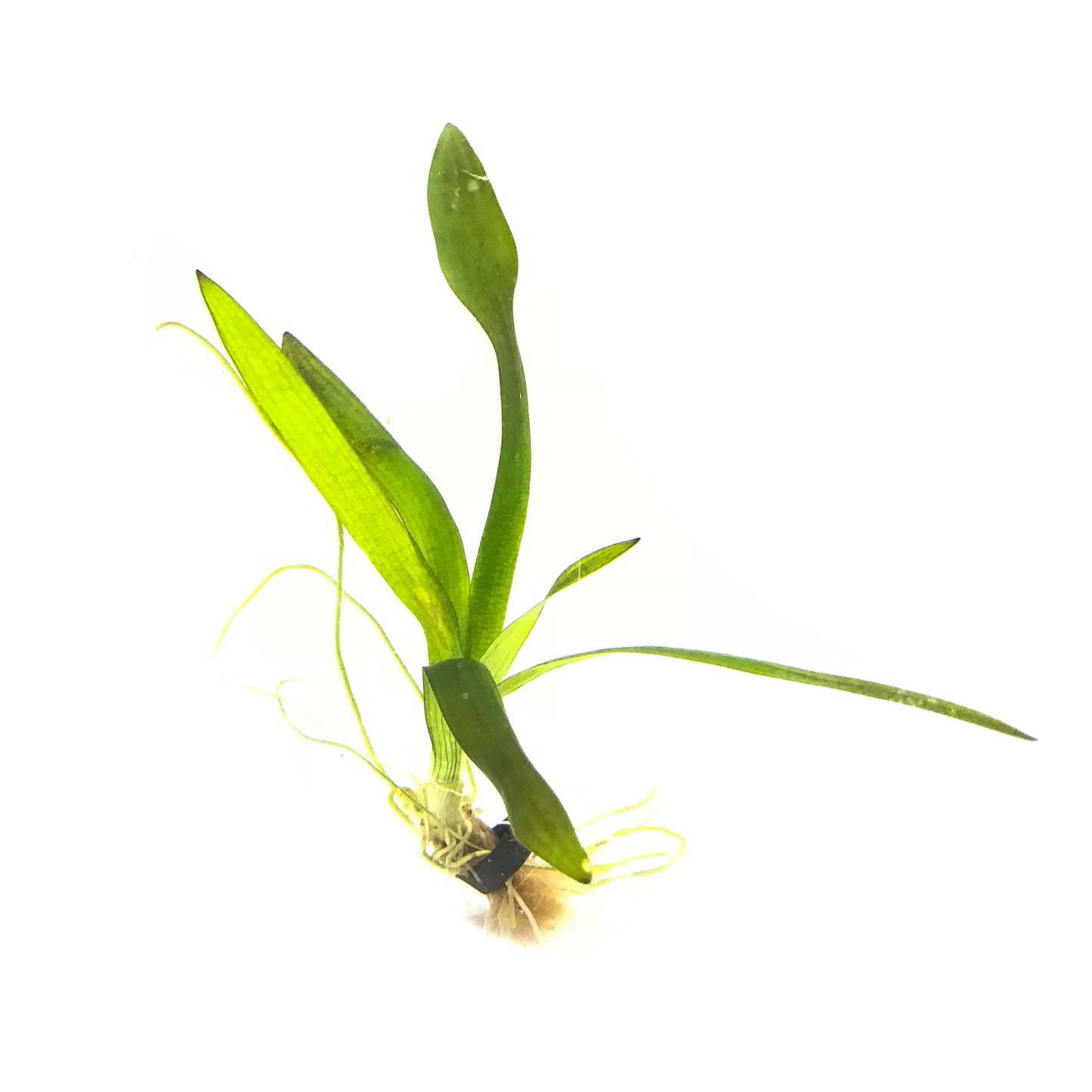 Broadleaf Sagittaria