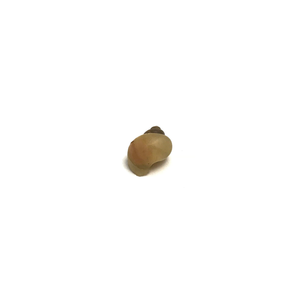 Mystery Snails