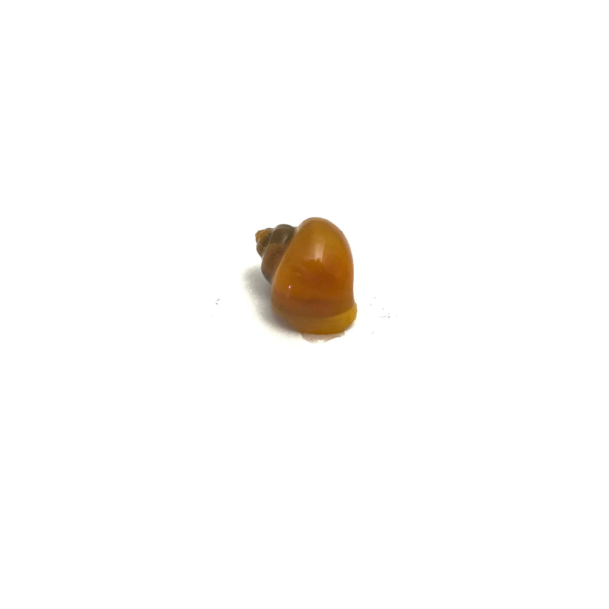 Mystery Snails