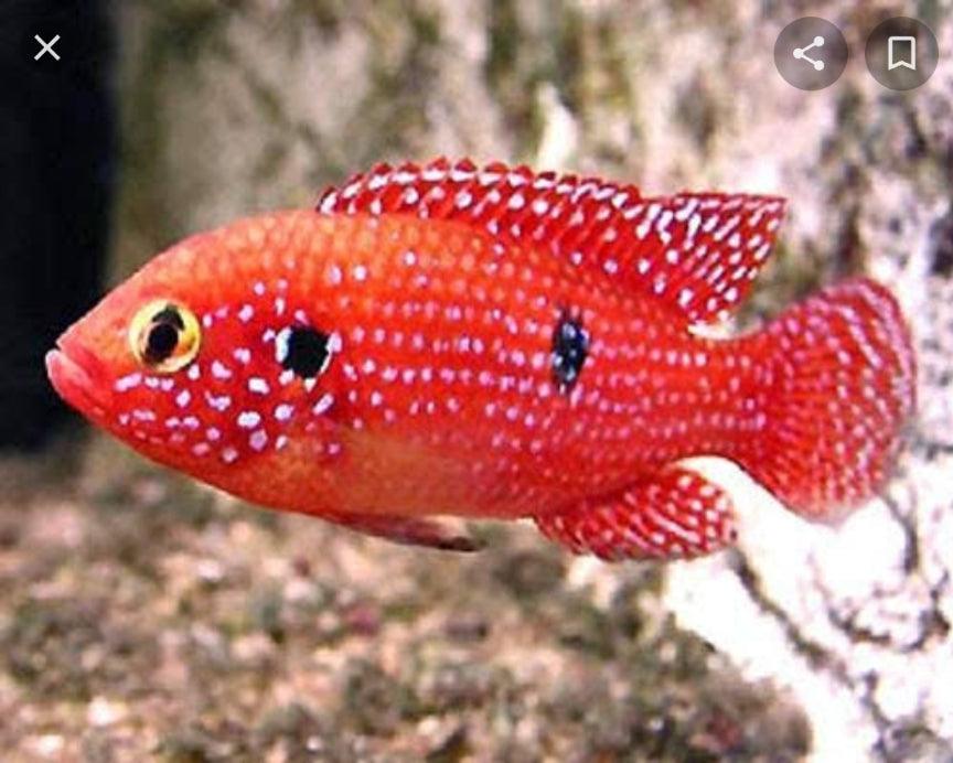 Jewel cichlid  3/pk