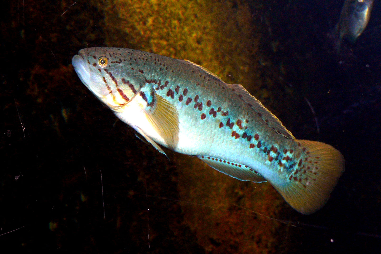 Southern Purple Spotted Gudgeon