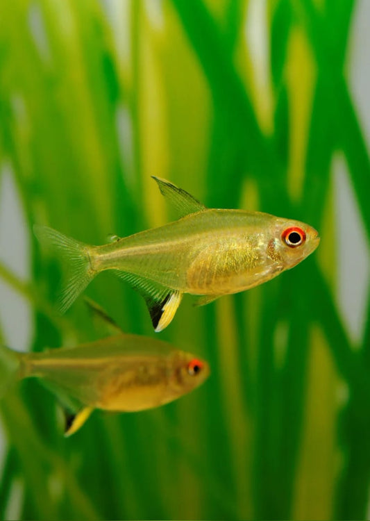 Lemon Tetra 5/pk