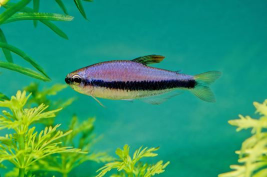 Blue Kerri Emperor Tetra 5/pk