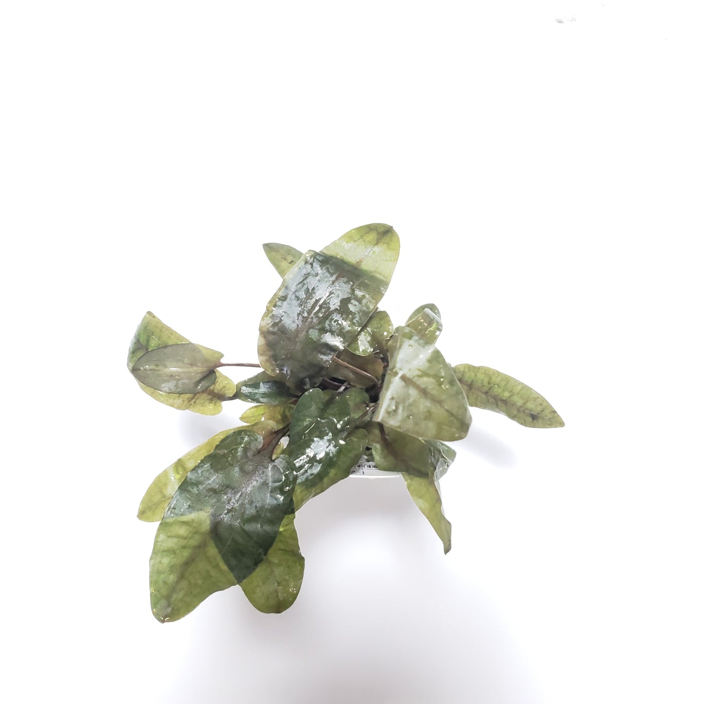 Cryptocoryne Wendtii 'Tropica'