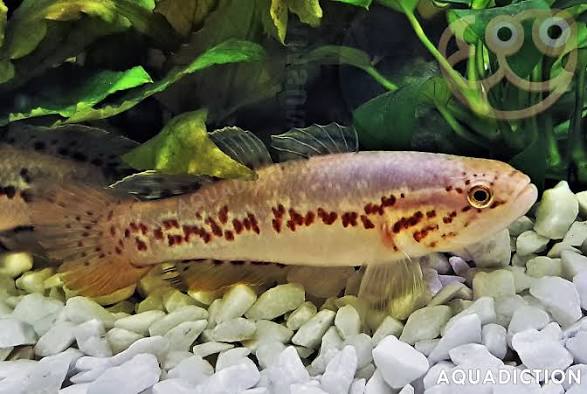 Southern Purple Spotted Gudgeon