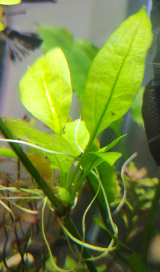 Amazon sword aquarium plant