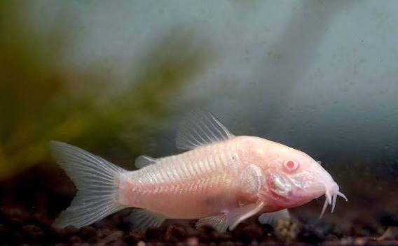 Albino Corydora