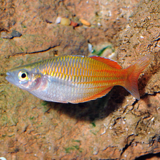 Bosemani rainbow 2.5" preorder