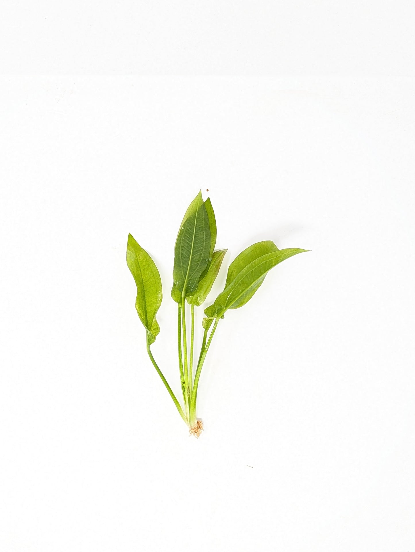 Amazon Sword | Echinodorus Amazonicus