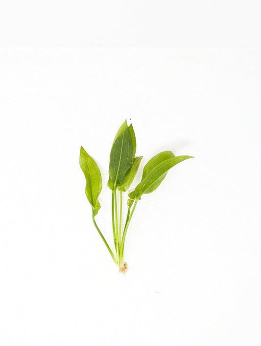 Amazon Sword | Echinodorus Amazonicus