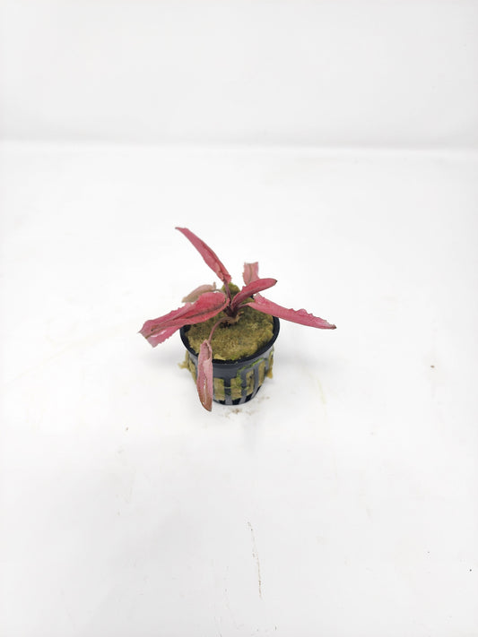 Cryptocoryne Flamingo