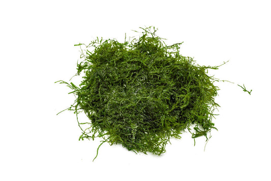 Peacock moss (portion)