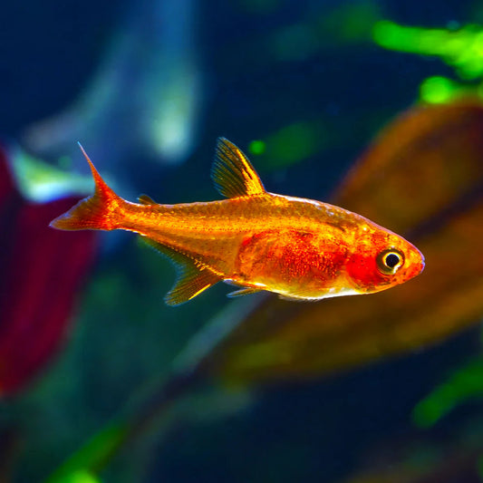 Ember Tetra 4/pk PREORDER