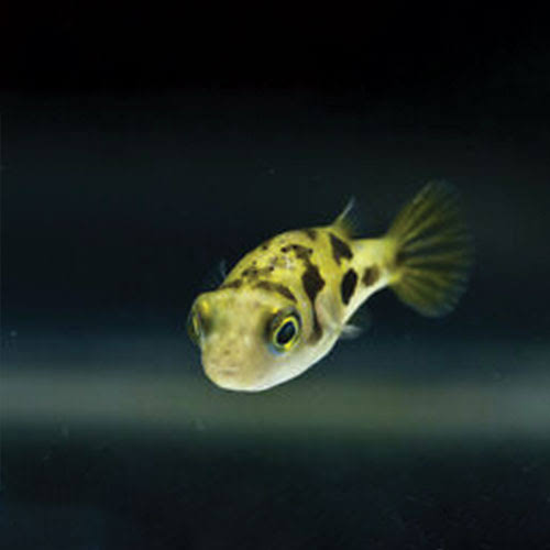 Dwarf pea puffer