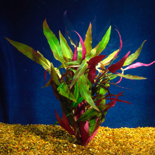 Alternanthera reineckii